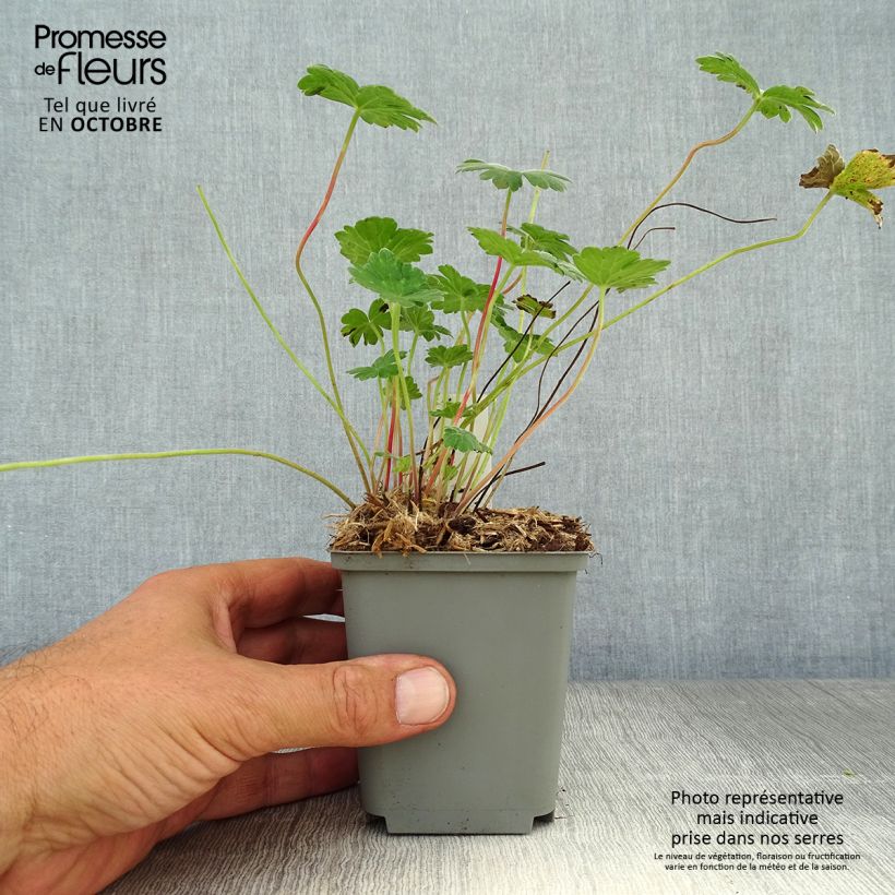 Amostra de Gerânio Coombland White - Geranium x traversii var. elegans Vaso de 8/9 cm tal como entregue no outono