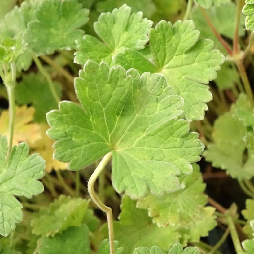 Gerânio Coombland White - Geranium x traversii var. elegans (Folhagem)
