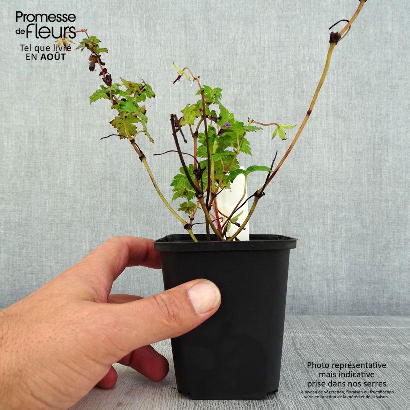 Amostra de Gerânio Censation Daily Purple ® - Geranium Vaso de 8/9 cm tal como entregue no verão