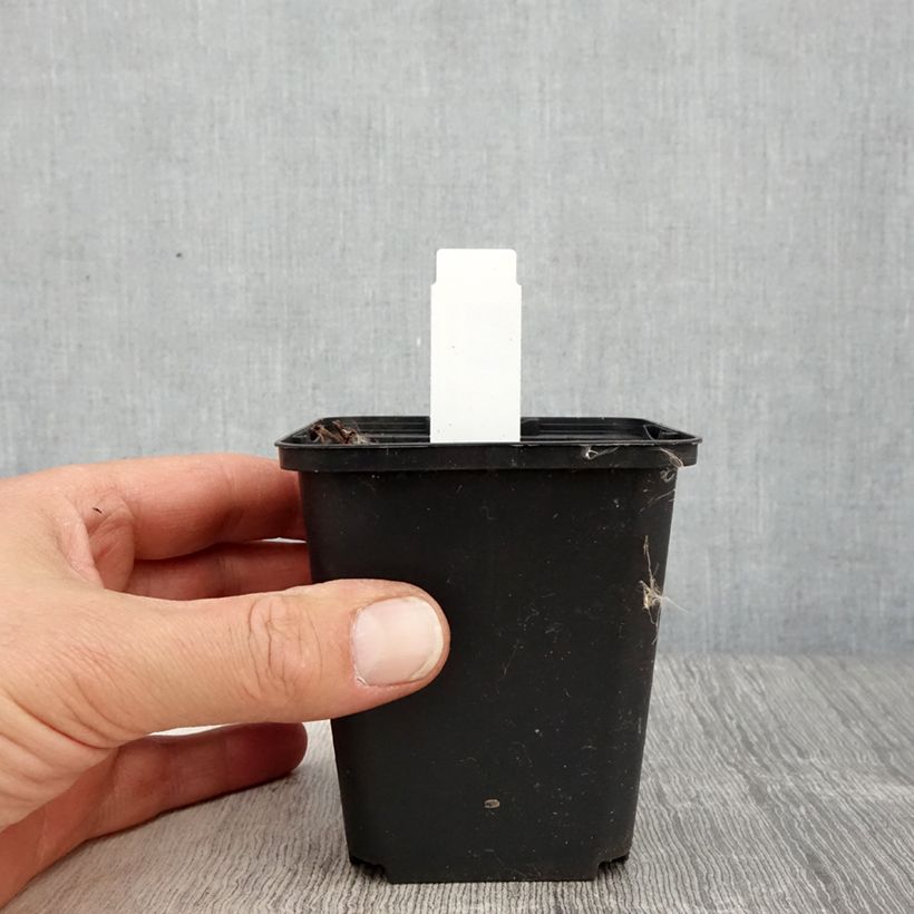 Amostra de Gerânio Censation Daily Purple ® - Geranium Vaso de 8/9 cm tal como entregue na primavera