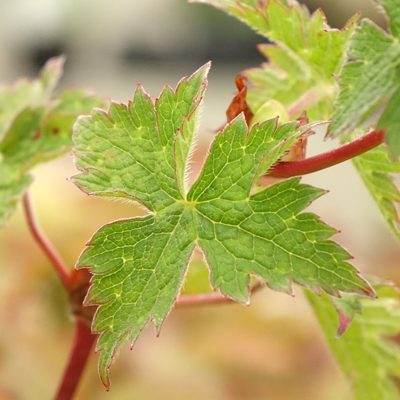 Gerânio Censation Daily Purple ® - Geranium (Folhagem)