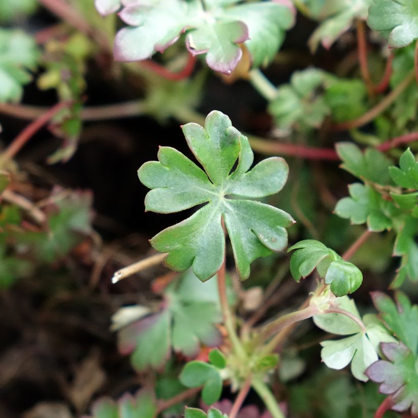 Geranium dalmaticum (Folhagem)