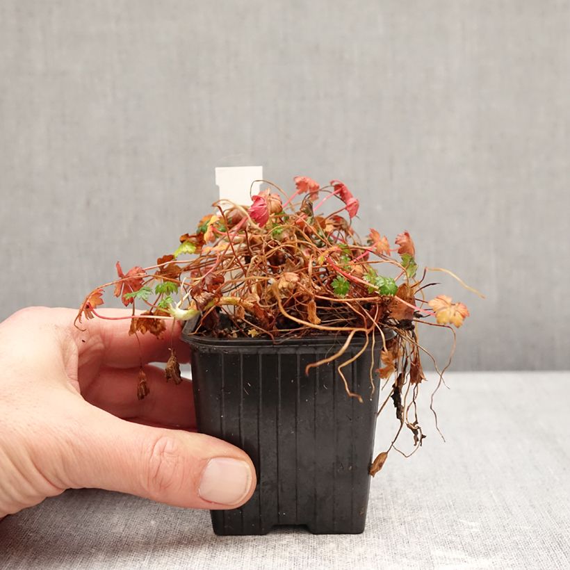 Amostra de Geranium dalmaticum Vaso de 8/9 cm tal como entregue no inverno