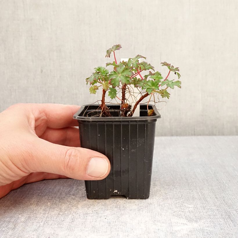 Amostra de Geranium dalmaticum Vaso de 8/9 cm tal como entregue na primavera