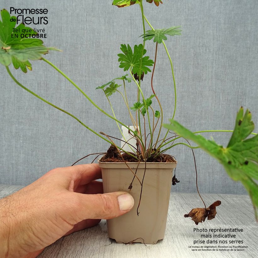 Amostra de Gerânio Dilys - Geranium Vaso de 8/9 cm tal como entregue no outono