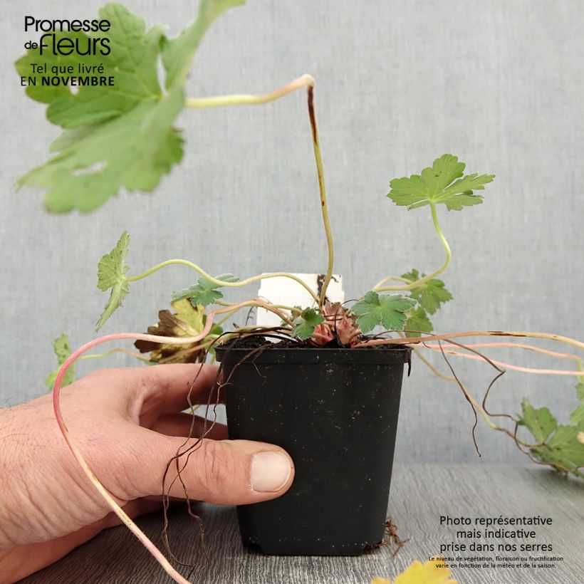 Amostra de Gerânio Dreamland - Geranium Vaso de 8/9 cm tal como entregue no outono
