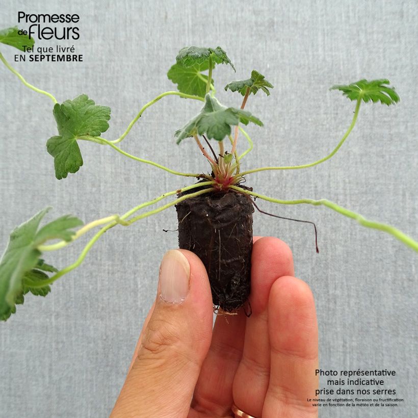 Amostra de Gerânio Dreamland - Geranium Mini-torrão Ø 3/4 cm tal como entregue no outono