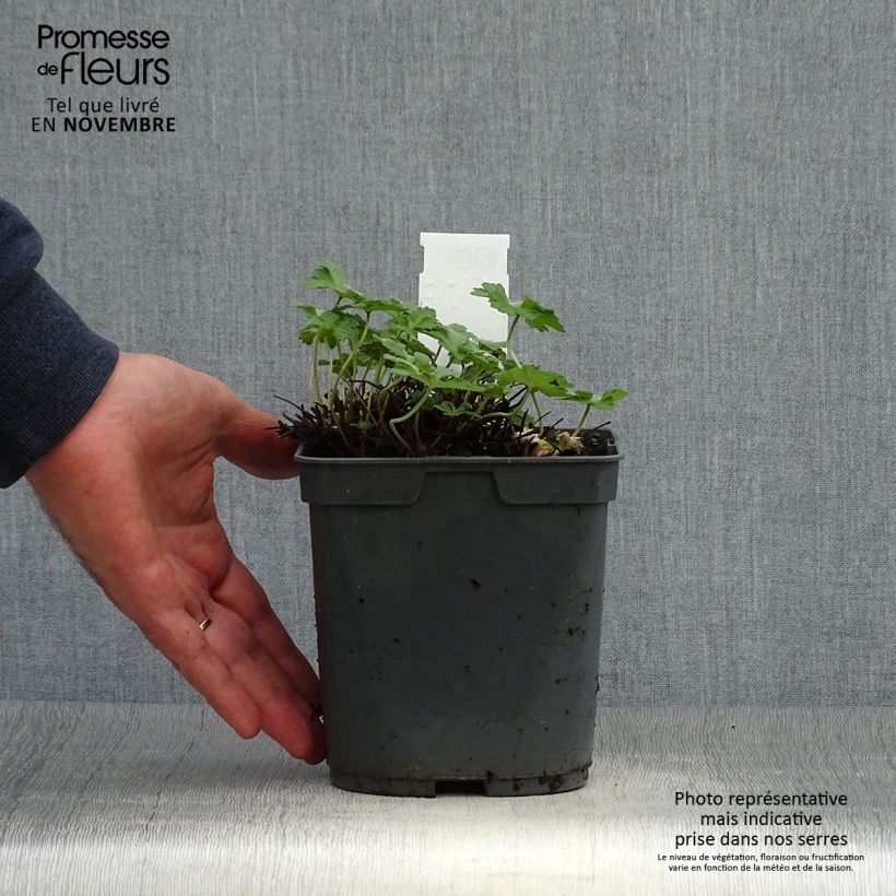 Amostra de Gerânio Dreamland - Geranium Vaso de 2 L/3 L tal como entregue no outono