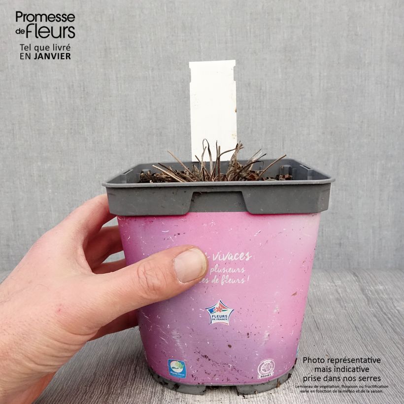 Amostra de Gerânio Dreamland - Geranium Vaso de 2 L/3 L tal como entregue no inverno