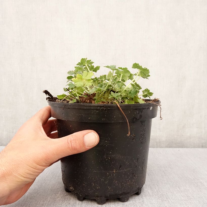 Amostra de Gerânio Dreamland - Geranium Vaso de 2 L/3 L tal como entregue na primavera