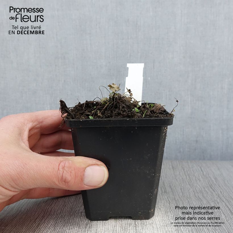 Amostra de Gerânio Dusky Crug - Geranium oxonianum Vaso de 8/9 cm tal como entregue no outono