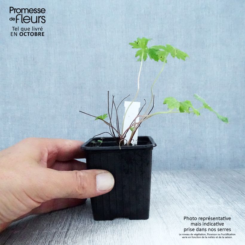 Amostra de Geranium endressii Vaso de 8/9 cm tal como entregue no outono