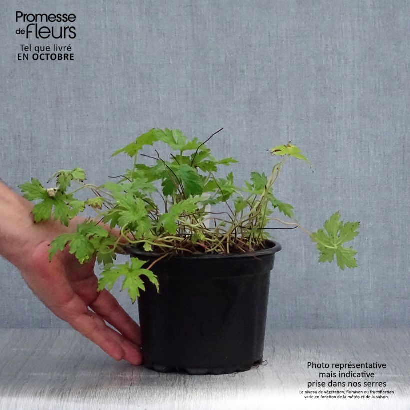 Amostra de Geranium endressii Vaso de 2 L/3 L tal como entregue no outono