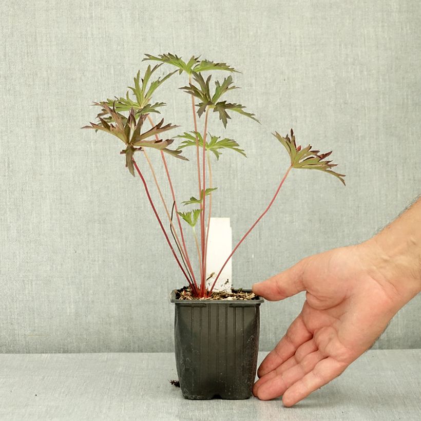 Amostra de Gerânio Femme Fatale - Geranium pratense Vaso de 8/9 cm tal como entregue no verão
