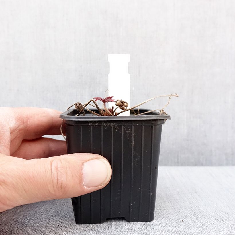 Amostra de Gerânio Femme Fatale - Geranium pratense Vaso de 8/9 cm tal como entregue no inverno