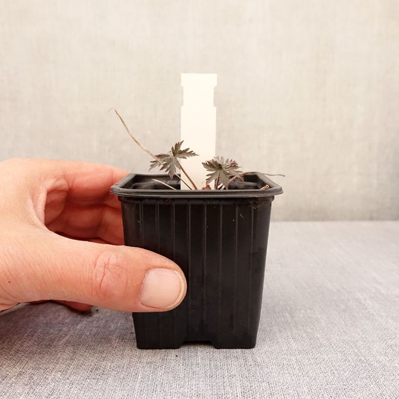 Amostra de Gerânio Femme Fatale - Geranium pratense Vaso de 8/9 cm tal como entregue na primavera