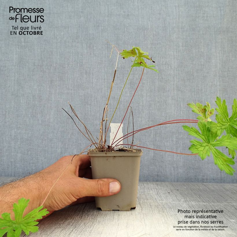 Amostra de Geranium himalayense Derrick Cook Vaso de 8/9 cm tal como entregue no outono