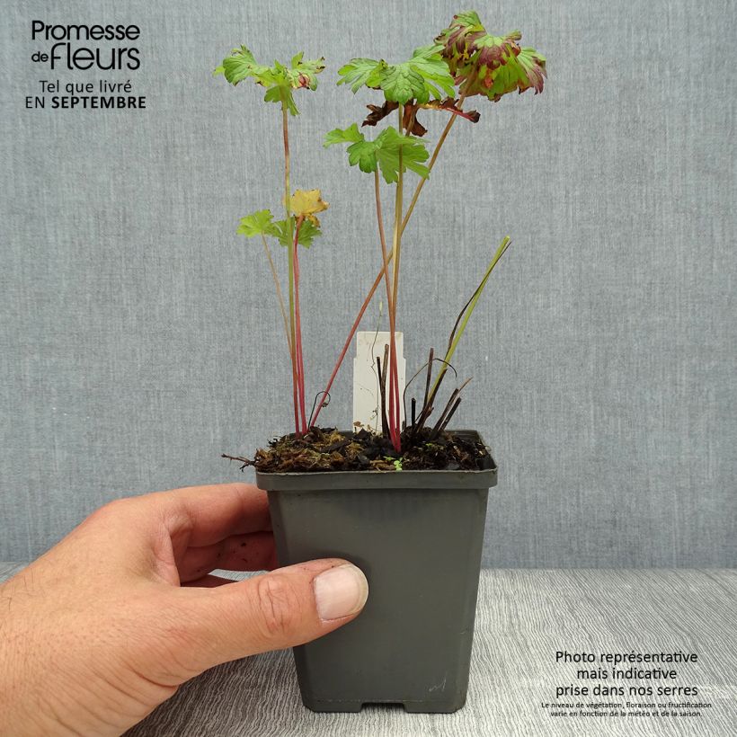Amostra de Geranium himalayense Vaso de 8/9 cm tal como entregue no outono