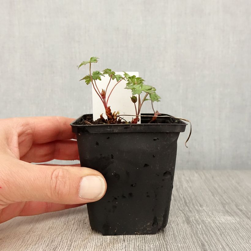 Amostra de Geranium himalayense Gravetye Vaso de 8/9 cm tal como entregue na primavera