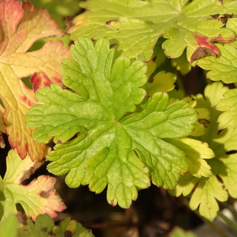 Geranium himalayense Gravetye (Folhagem)