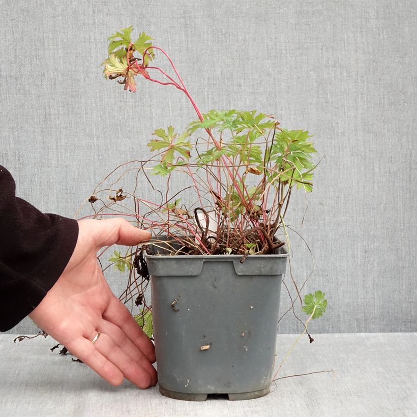 Amostra de Geranium himalayense Gravetye Vaso de 2 L/3 L tal como entregue no outono