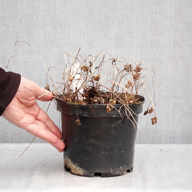 Amostra de Geranium himalayense Gravetye Vaso de 2 L/3 L tal como entregue no inverno