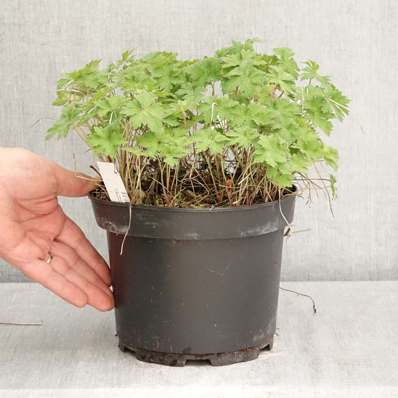 Amostra de Geranium himalayense Gravetye Vaso de 2 L/3 L tal como entregue na primavera