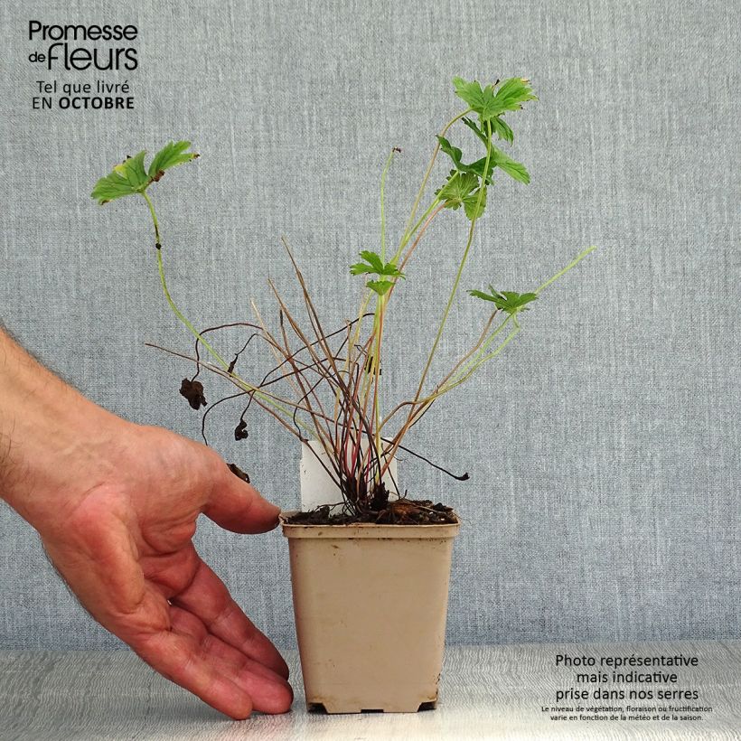 Amostra de Geranium himalayense Plenum Vaso de 8/9 cm tal como entregue no outono