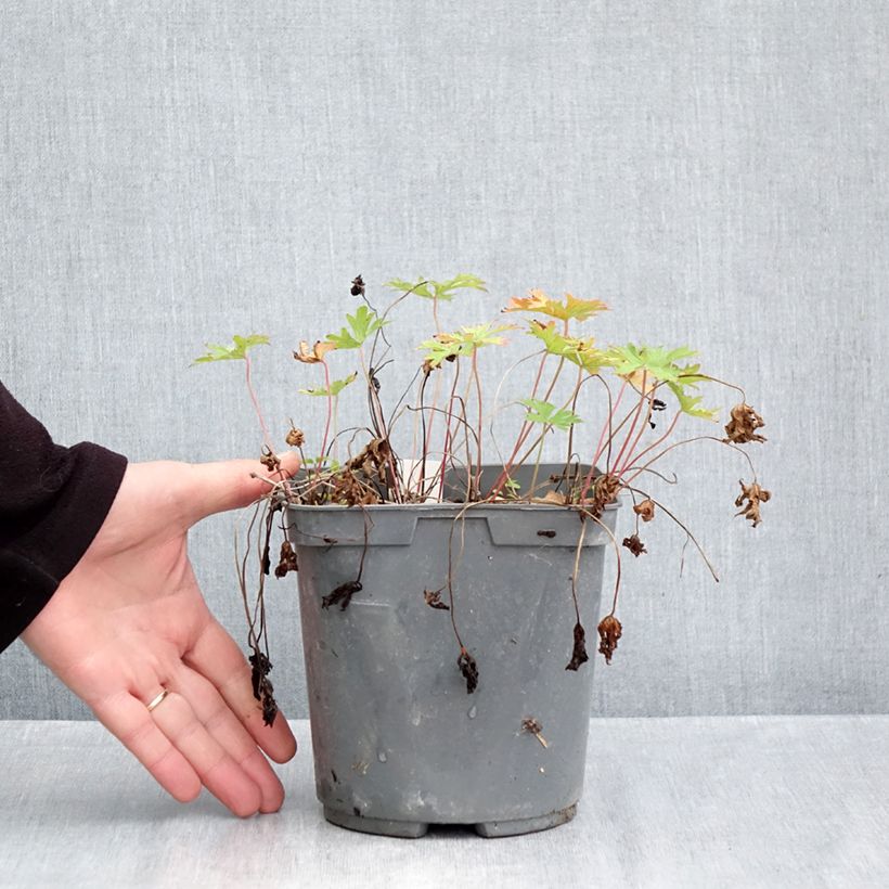 Amostra de Geranium himalayense Plenum Vaso de 2 L/3 L tal como entregue no outono