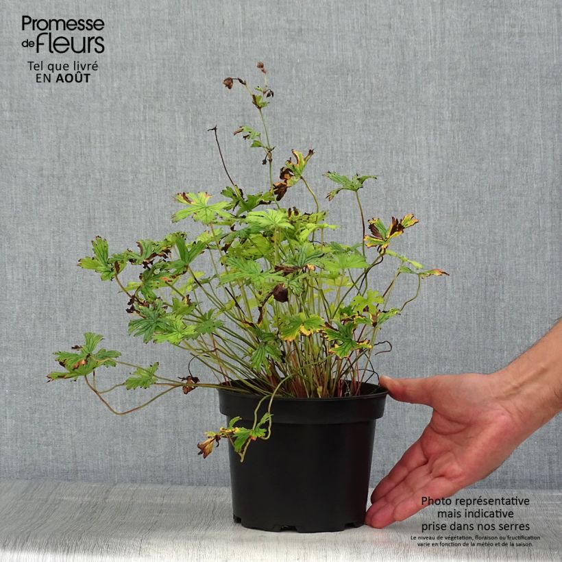 Amostra de Geranium himalayense Plenum Vaso de 2 L/3 L tal como entregue no verão