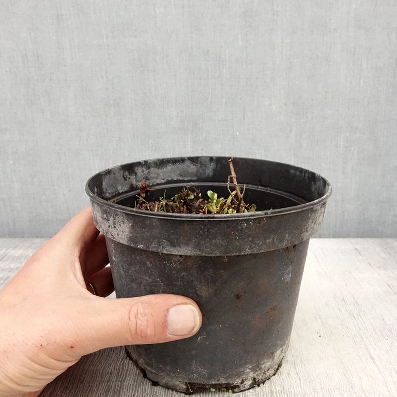 Amostra de Geranium himalayense Plenum Vaso de 2 L/3 L tal como entregue na primavera