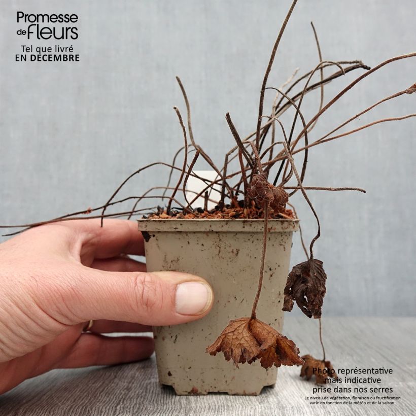 Amostra de Geranium ibericum Vaso de 8/9 cm tal como entregue no outono