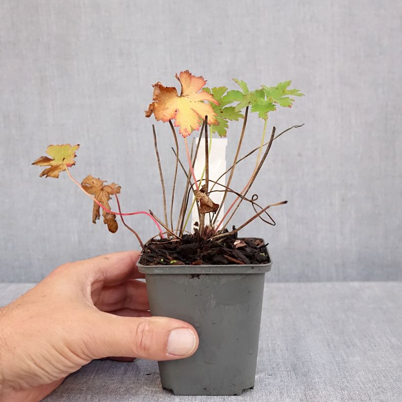 Amostra de Gerânio Vital Vaso de 8/9 cm tal como entregue no outono