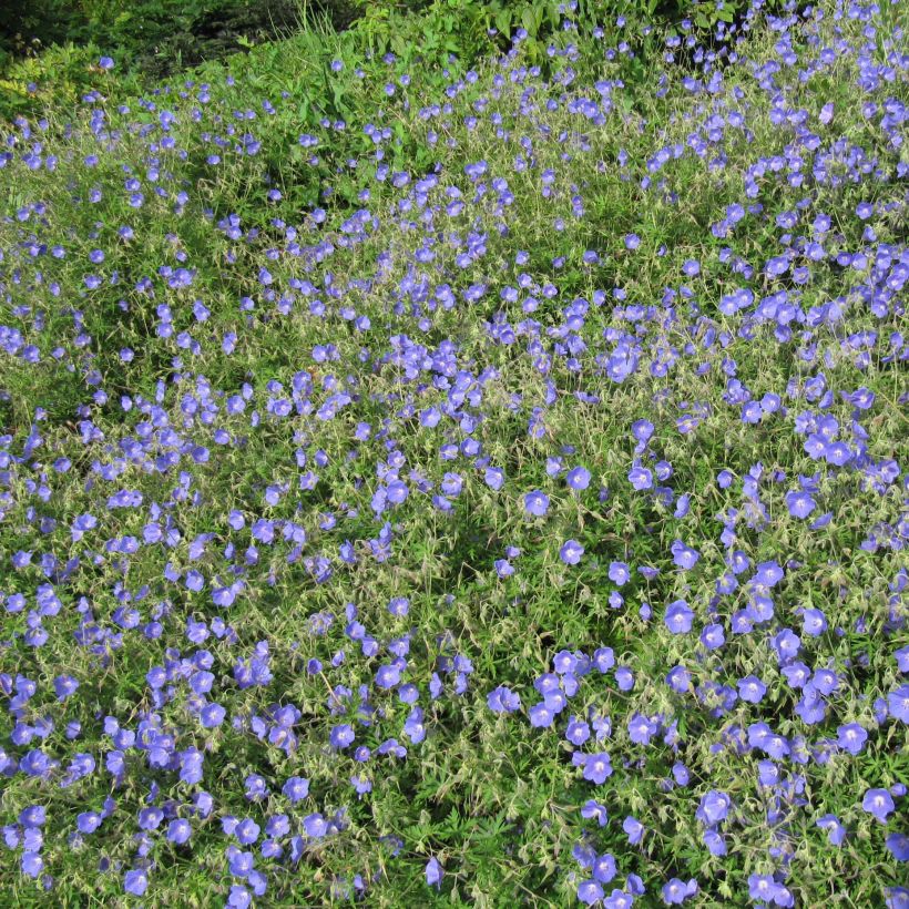 Gerânio Johnson's blue - Geranium (Hábito)