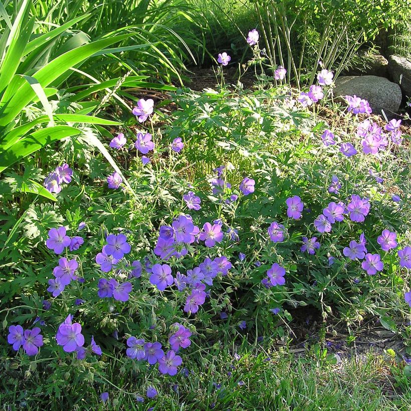 Gerânio Johnson's blue - Geranium (Floração)