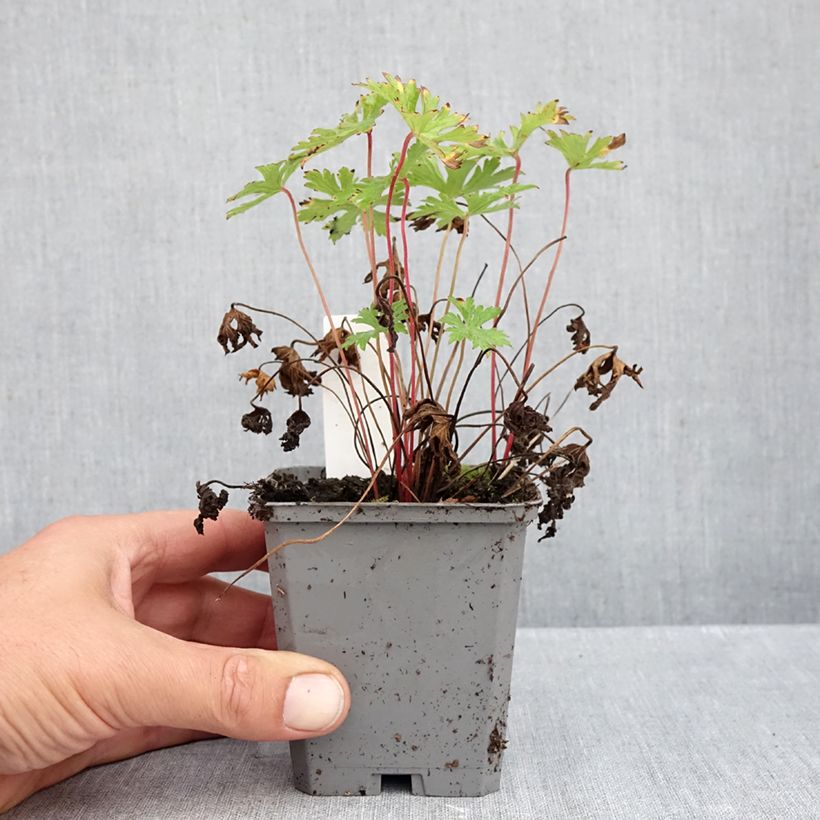 Amostra de Gerânio Johnson's blue - Geranium Vaso de 8/9 cm tal como entregue no outono