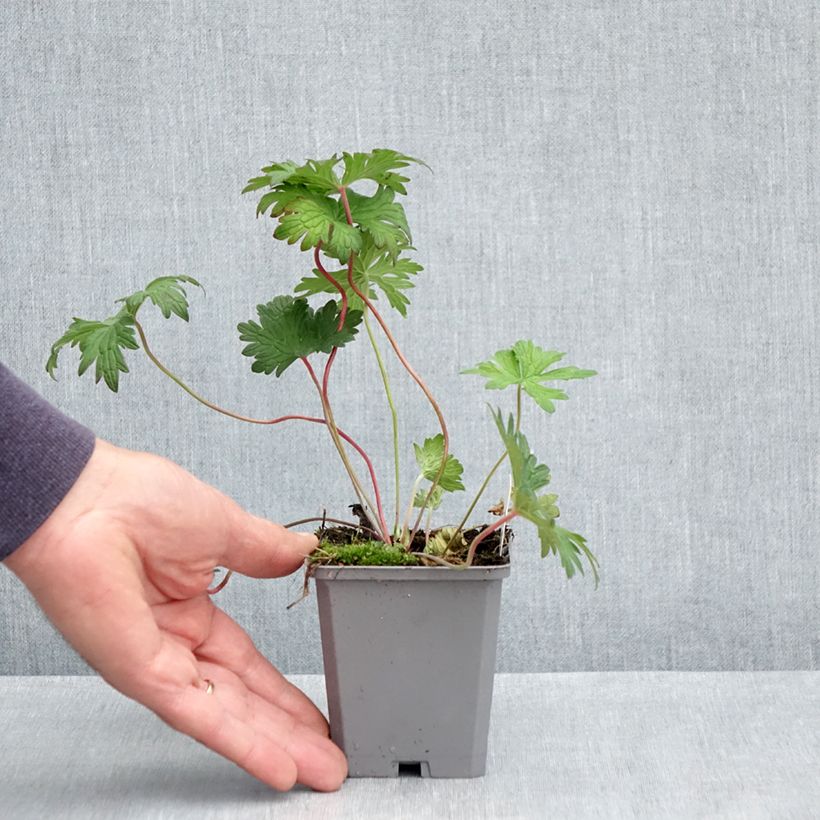 Amostra de Gerânio Johnson's blue - Geranium Vaso de 8/9 cm tal como entregue na primavera