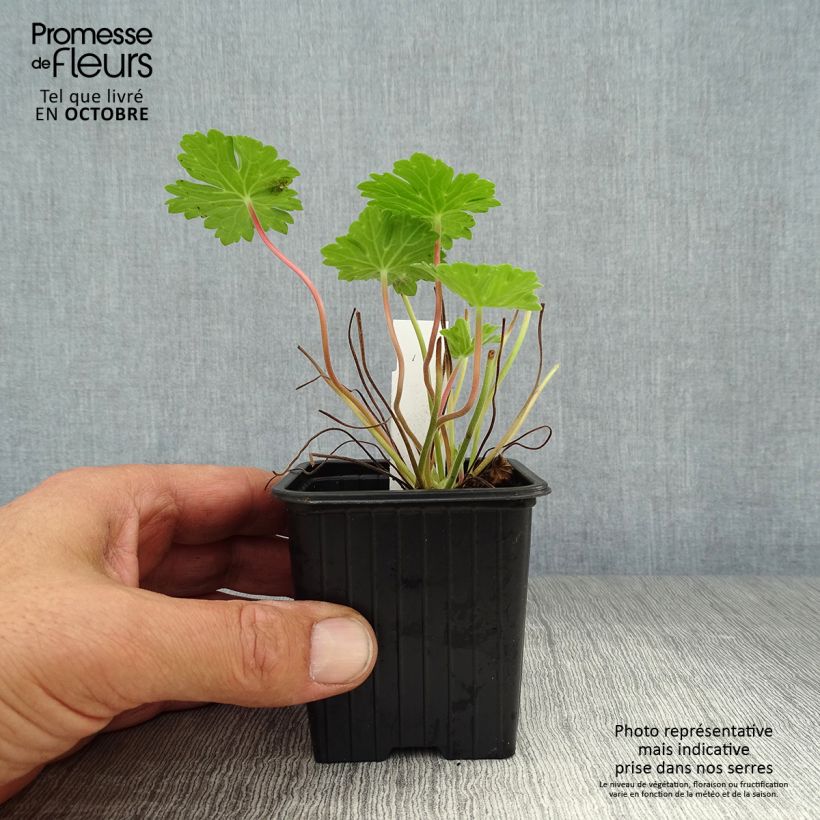 Amostra de Gerânio Joy - Geranium Vaso de 8/9 cm tal como entregue no outono