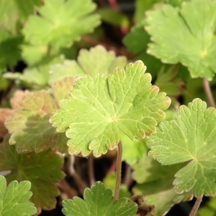 Gerânio Joy - Geranium (Folhagem)