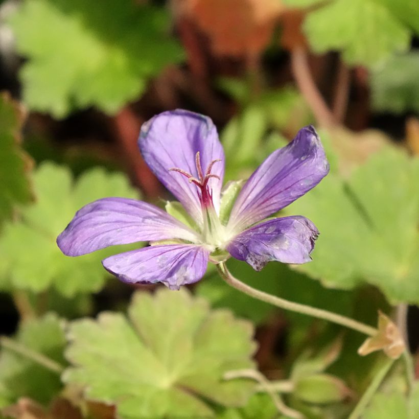 Gerânio Joy - Geranium (Floração)