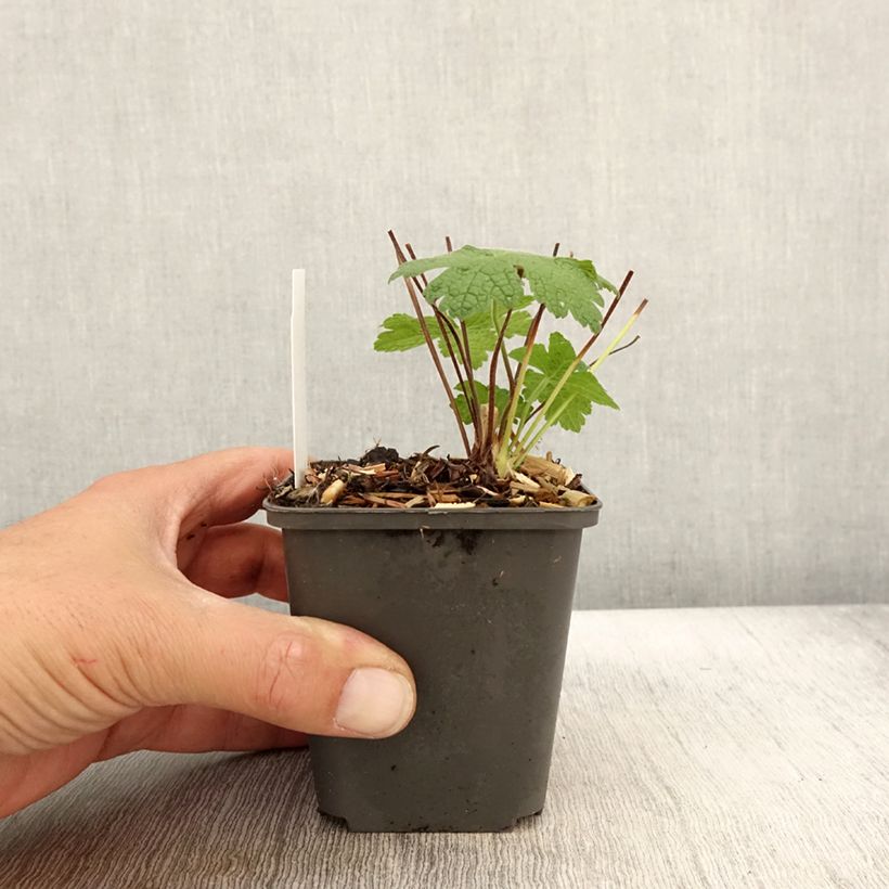 Amostra de Gerânio Karen Wouters - Geranium Vaso de 8/9 cm tal como entregue no outono