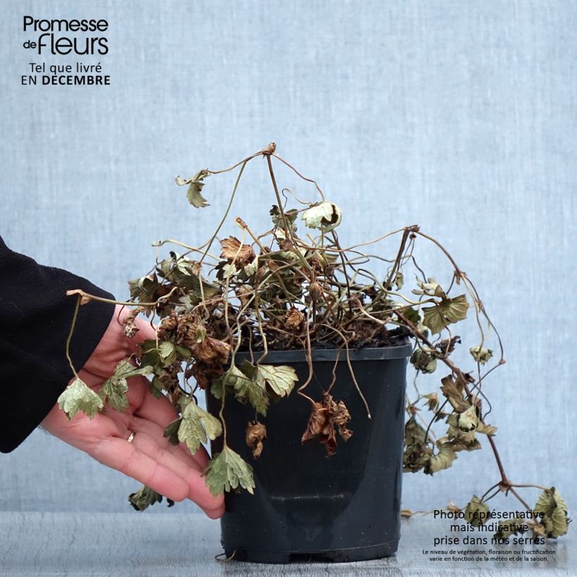 Amostra de Géranium vivace Kelly-Anne Pot de 1L/1,5L tal como entregue no outono