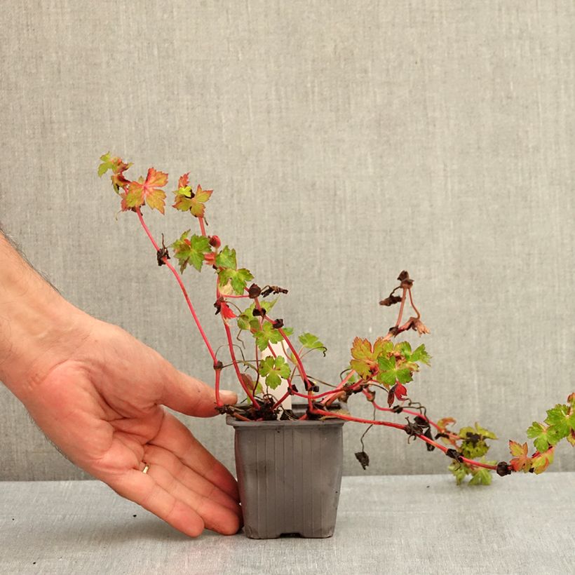 Amostra de Gerânio Kelly-Anne - Geranium x wallichianum Vaso de 8/9 cm tal como entregue no verão
