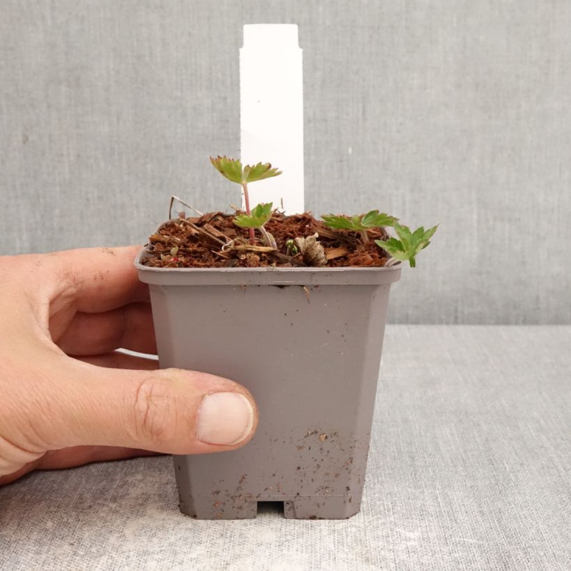 Amostra de Gerânio Kelly-Anne - Geranium x wallichianum Vaso de 8/9 cm tal como entregue na primavera