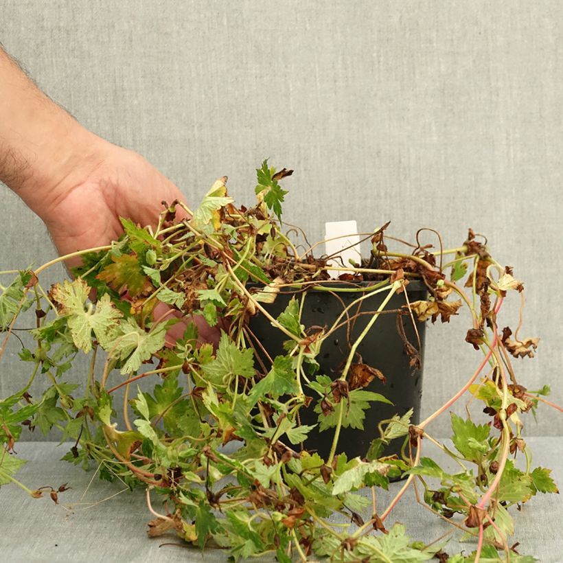 Amostra de Gerânio Kelly-Anne - Geranium x wallichianum Vaso de 2 L/3 L tal como entregue no verão