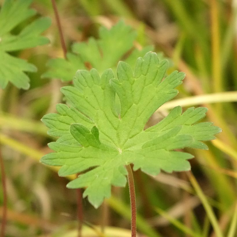 Gerânio Lea - Geranium (Folhagem)