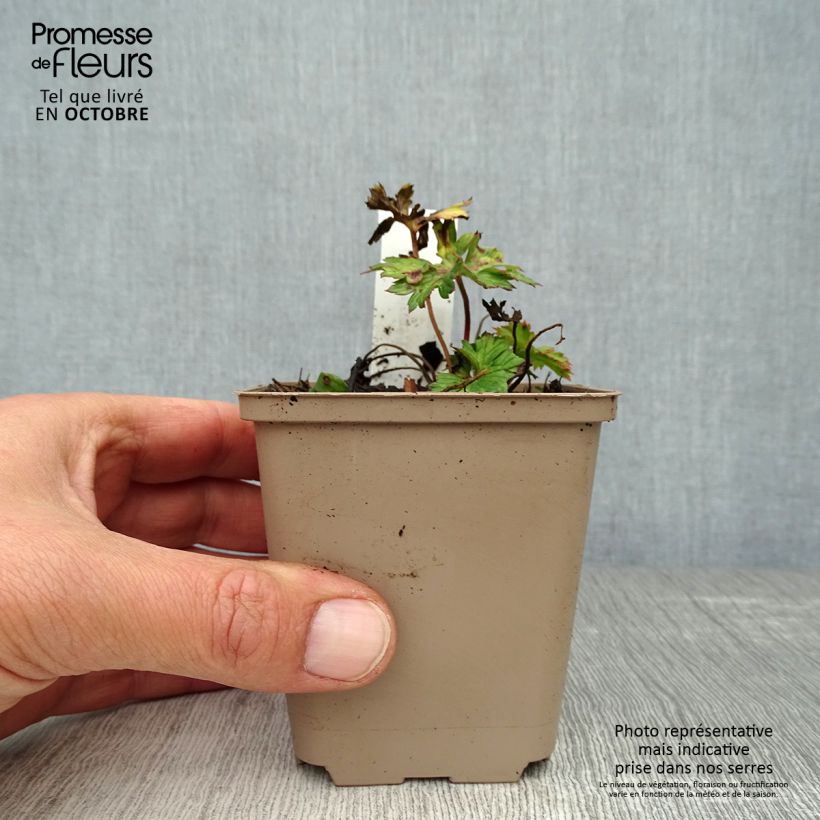 Amostra de Geranium wallichianum Lilac Ice Vaso de 8/9 cm tal como entregue no outono