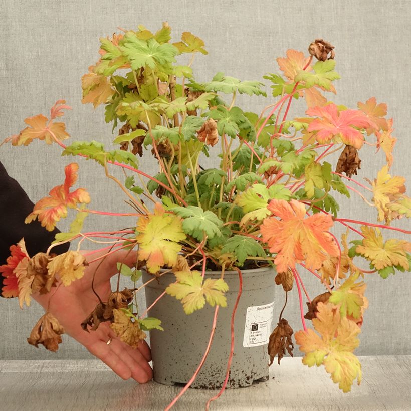 Amostra de Géranium vivace macrorrhizum Czakor Pot de 3L/4L tal como entregue no outono