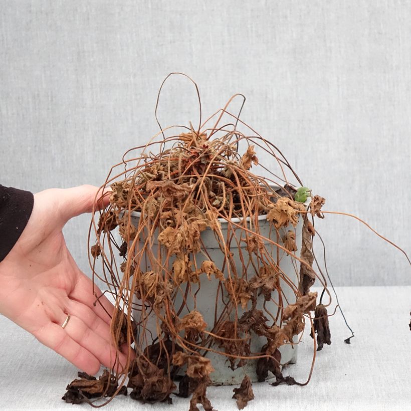 Amostra de Gerânio Czakor - Geranium macrorrhizum Vaso de 3 L/4 L tal como entregue no inverno