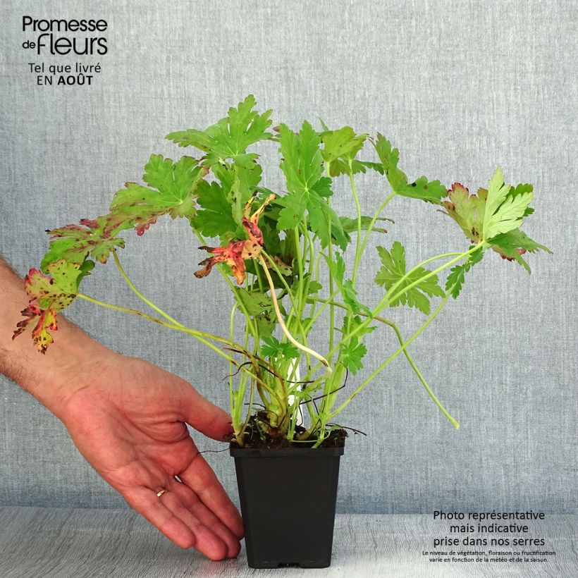 Amostra de Gerânio Ingwersen's Variety - Geranium macrorrhizum Vaso de 8/9 cm tal como entregue no verão